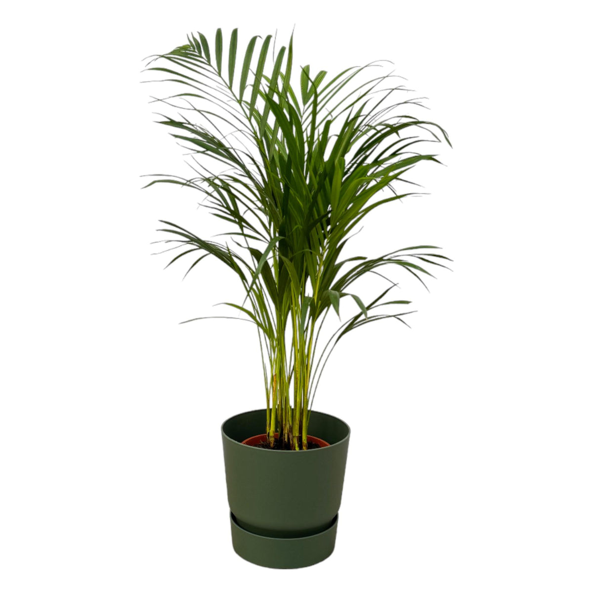 Areca-Palme - ↨85 cm - Ø 19 cm einschließlich Elho Greenville Rundgrün D24xH23