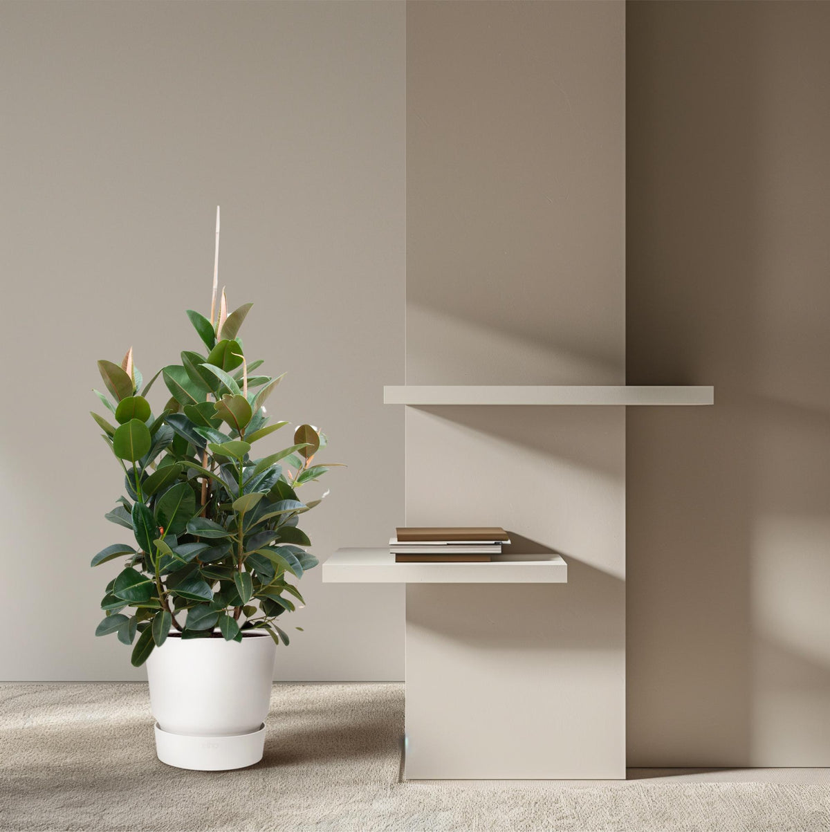 Ficus Robusta verzeigt - 150 cm - ø38