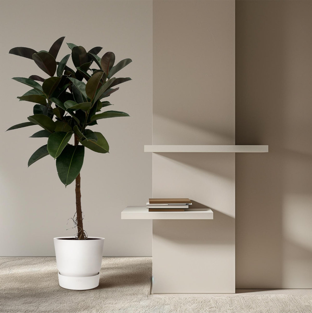 Ficus Elastica Robusten Stamm - 140 cm - Ø27cm