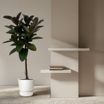 Ficus Elastica Robusten Stamm - 140 cm - Ø27cm