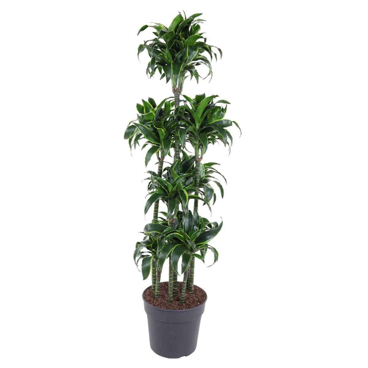 Dracaena Dorado Karussell- 170 cm - ø34