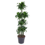 Dracaena Dorado Karussell- 170 cm - ø34
