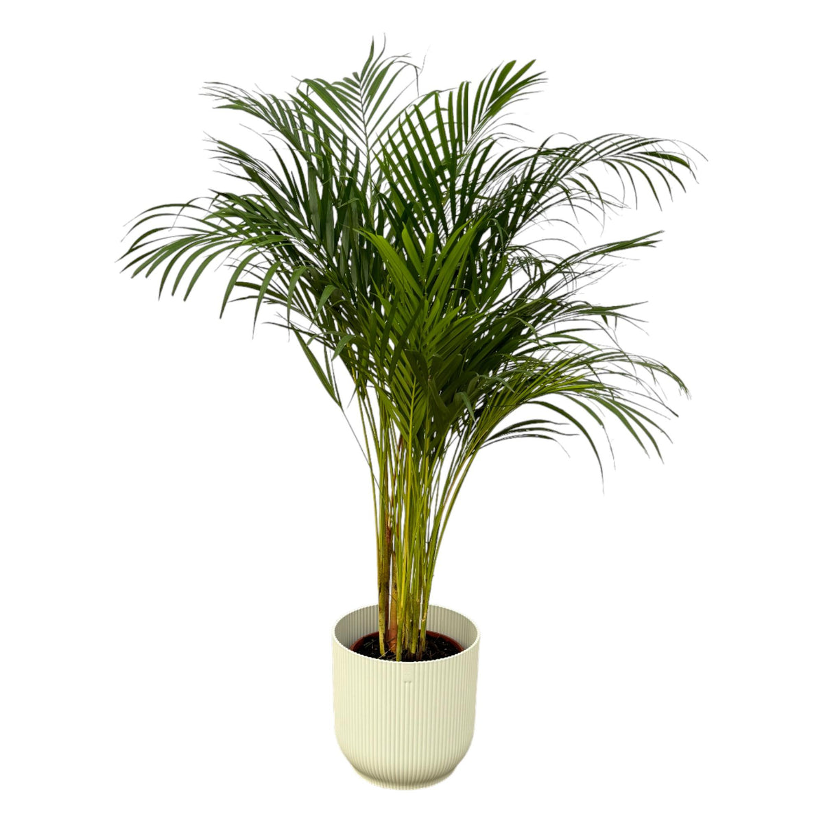Areca Palme - ↨130cm - Ø24cm rund und weiß D30xH27