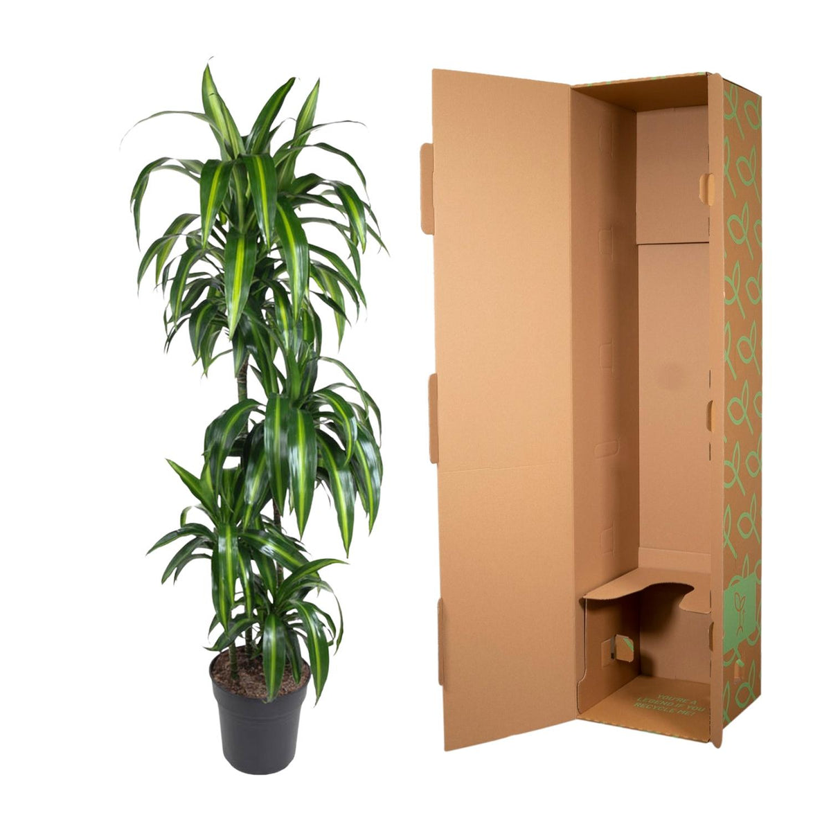 Dracaena Hawaiiana - 180 cm - ø24