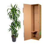 Dracaena Hawaiiana - 180 cm - ø24