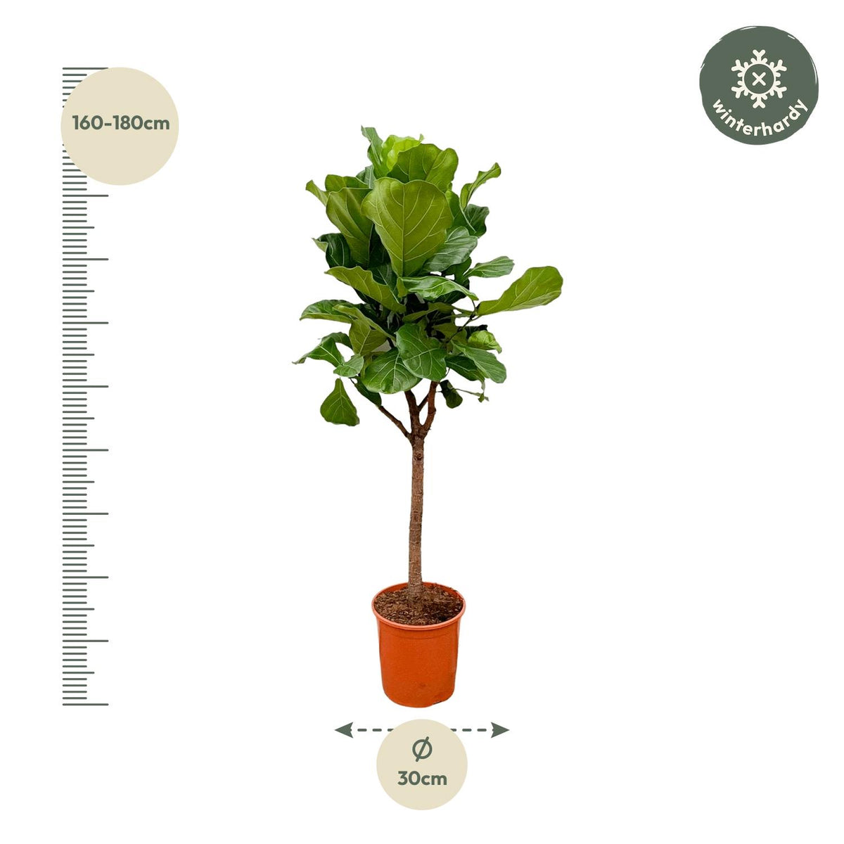 Ficus Lyrata Baum - 170cm - ⌀30