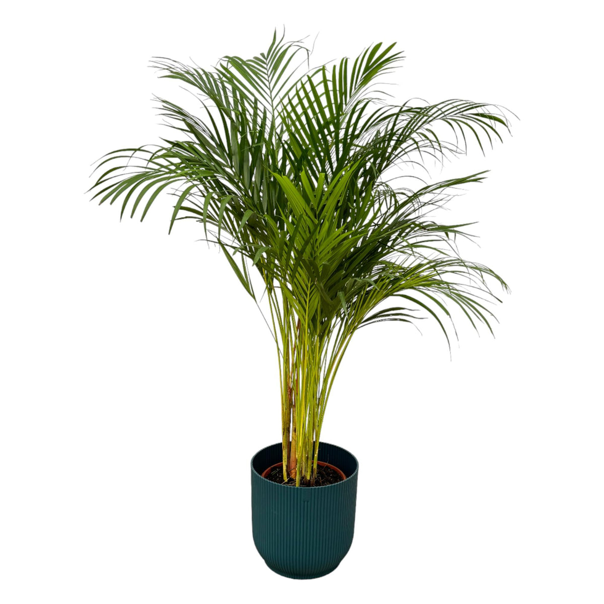 Areca palm - ↨130cm - Ø24cm rund und blau D30xH27