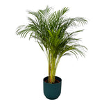 Areca palm - ↨130cm - Ø24cm rund und blau D30xH27