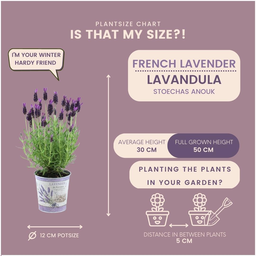 Lavandula stoechas Anouk® im Dekotopf 'Lavenderprint' - 13 cm Topf - 3er-Set Französischer Lavendel im Dekotopf