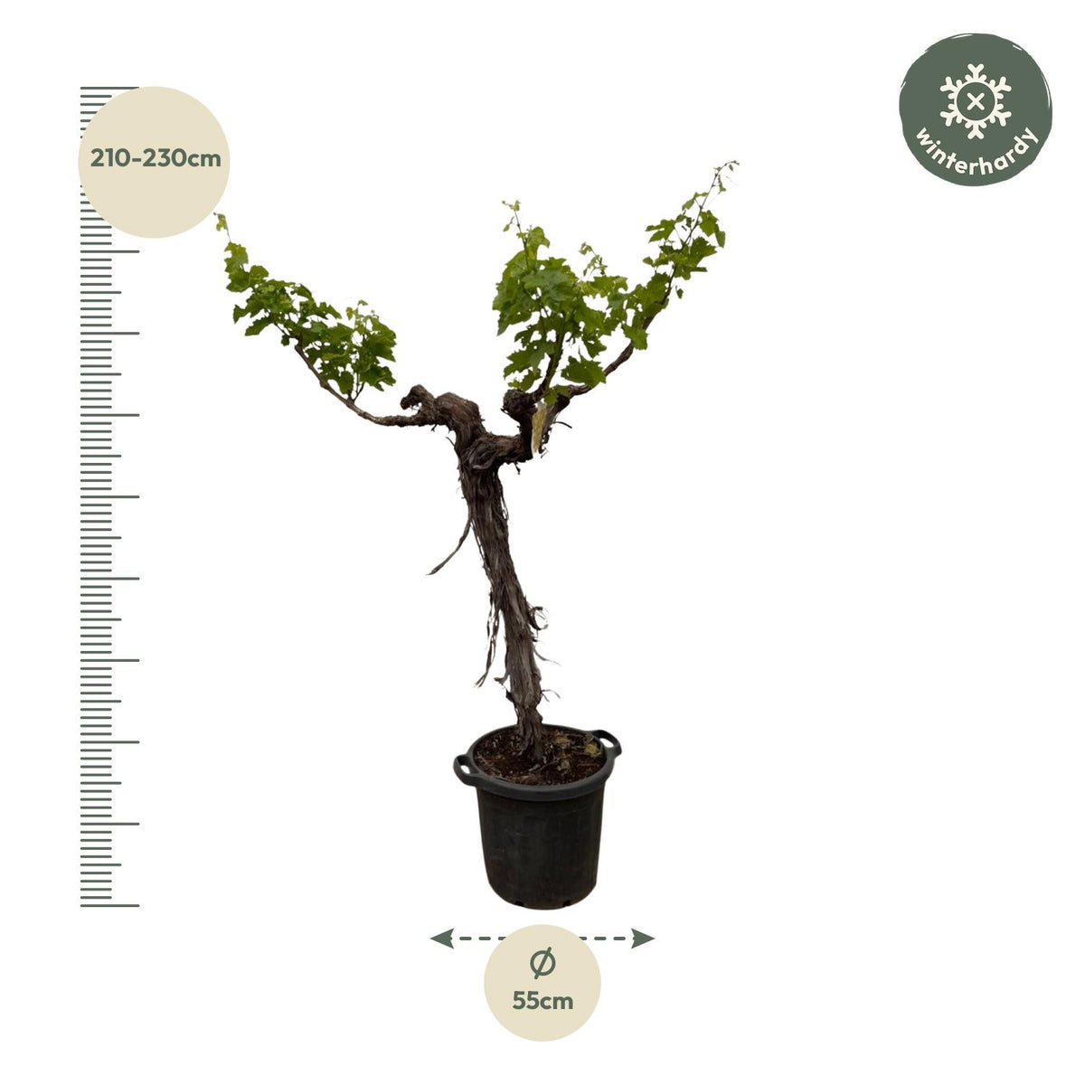 Druivenboom (Vitis Vinifera) - 220cm - ø55