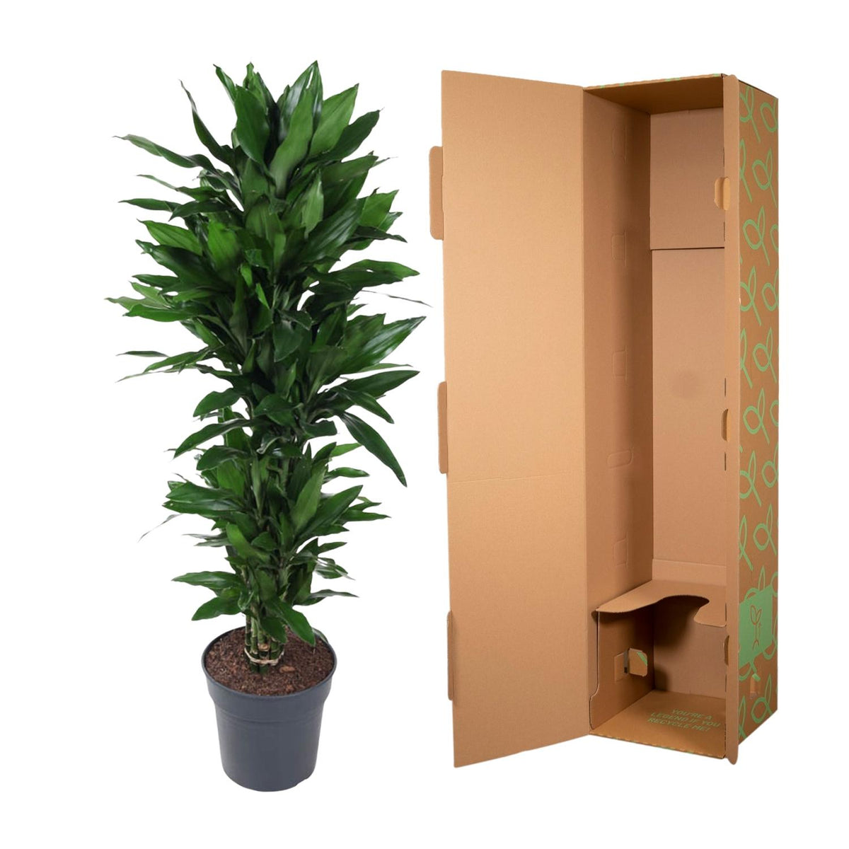 Dracaena Janet Lind verzweigt - 130 cm - ø31