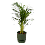 Areca-Palme - ↨85 cm - Ø 19 cm einschließlich Elho Greenville Rundgrün D24xH23