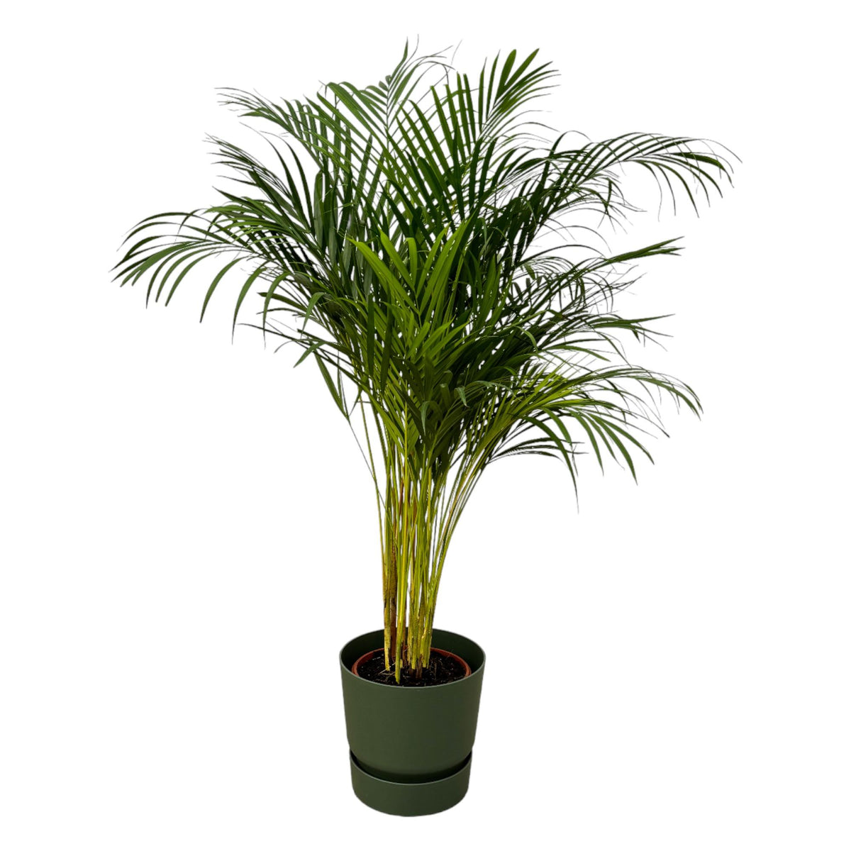 Areca-Palme - ↨130 cm - Ø24 cm einschließlich Elho Greenville Rundgrün D30xH28