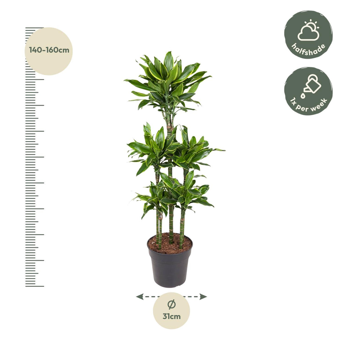 Dracaena Golden Coast Karussell - 150 cm - ø31