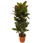 Codiaeum (Croton) verzweigt - 100 cm - Ø21 cm