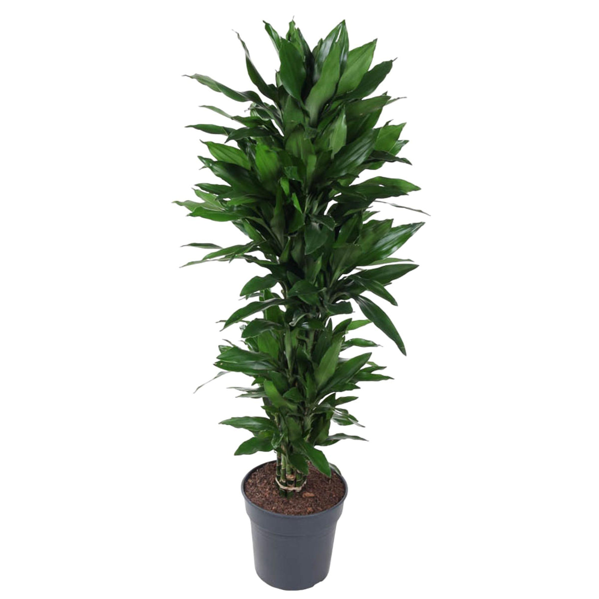 Dracaena Janet Lind verzweigt - 130 cm - ø31