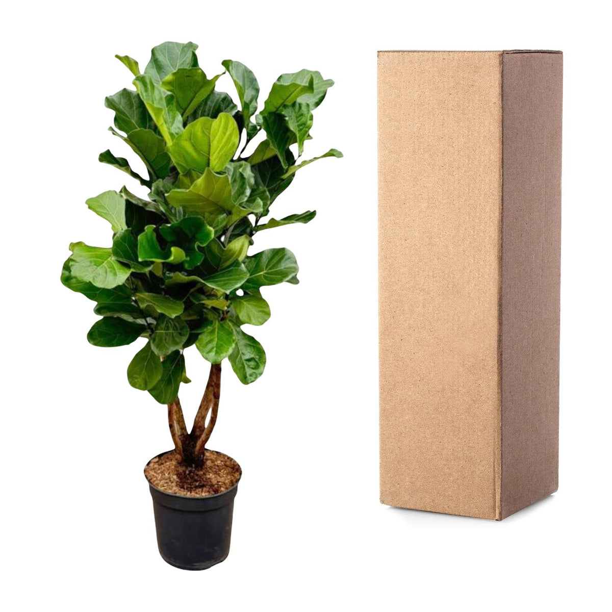 Ficus Lyrata verzeigt XL - 190cm - ø32