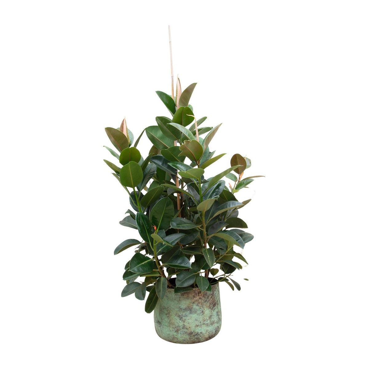 Ficus Robusta verzeigt - 150 cm - ø38