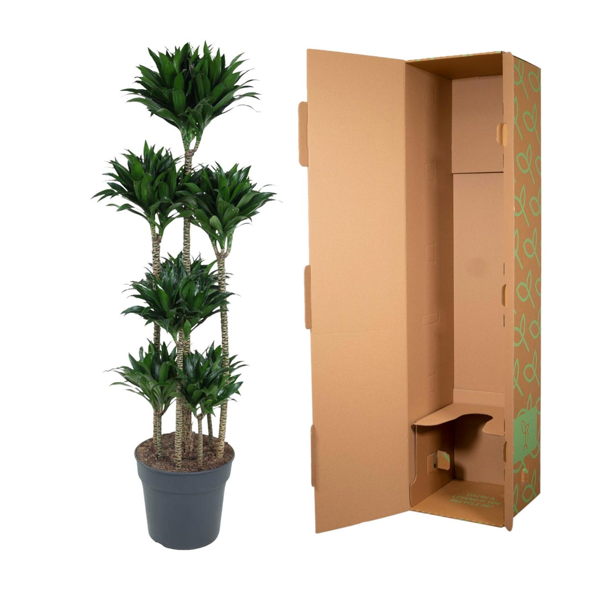 Dracaena Compacta Karussell - 160 cm - ø34