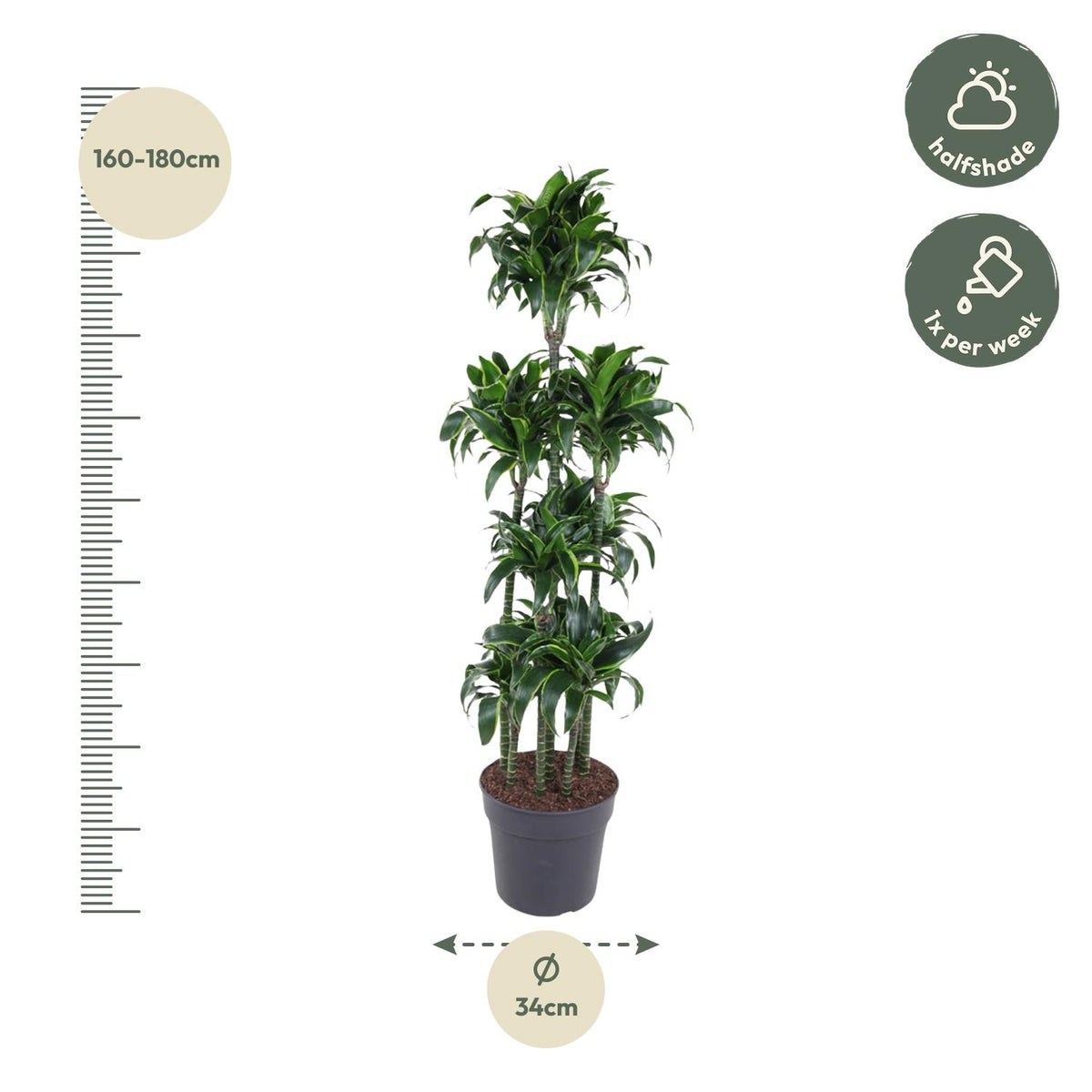 Dracaena Dorado Karussell- 170 cm - ø34