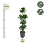 Dracaena Dorado Karussell- 170 cm - ø34