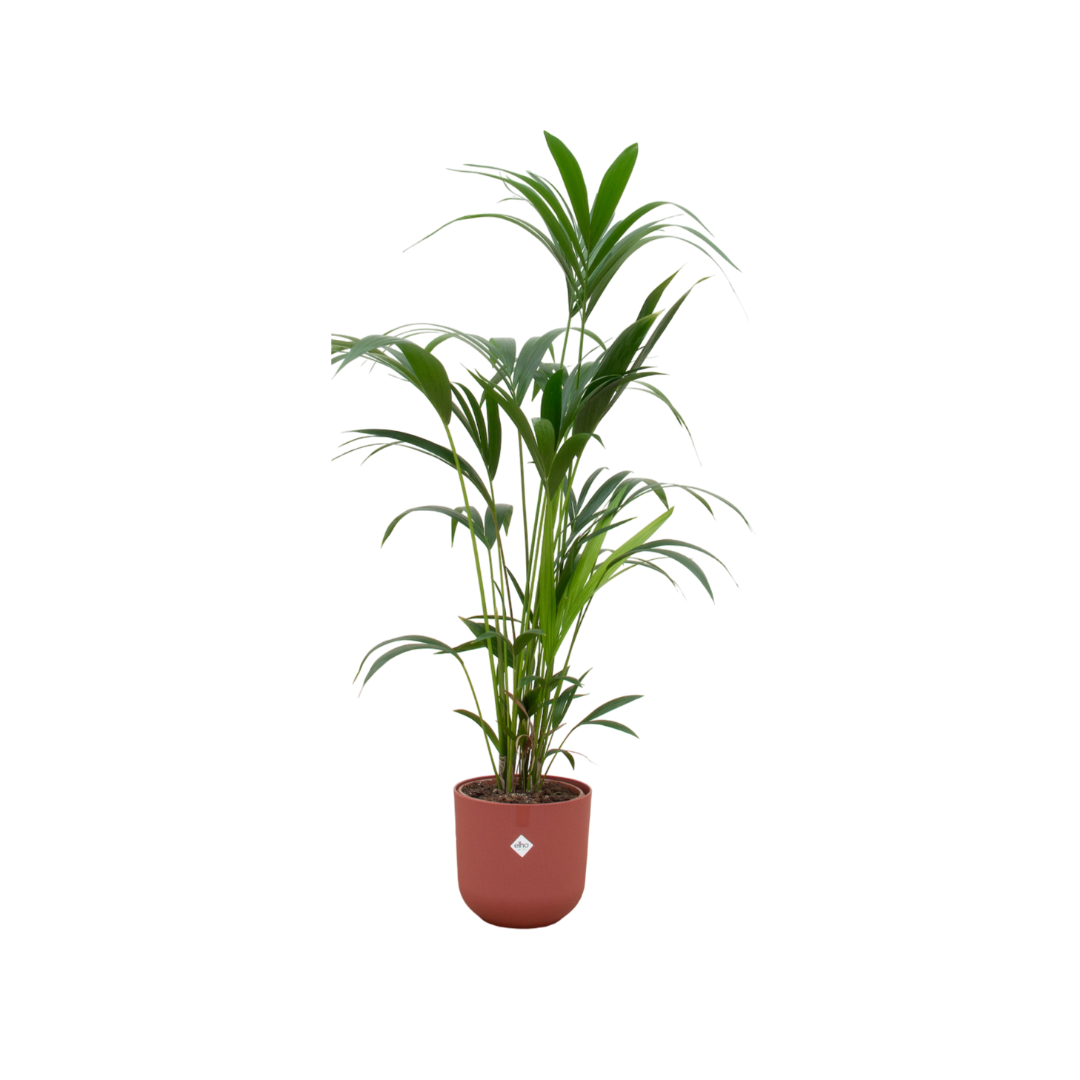 Combi deal - Kentia Palme inklusiv Jazz Round rood Ø26 - 160 cm