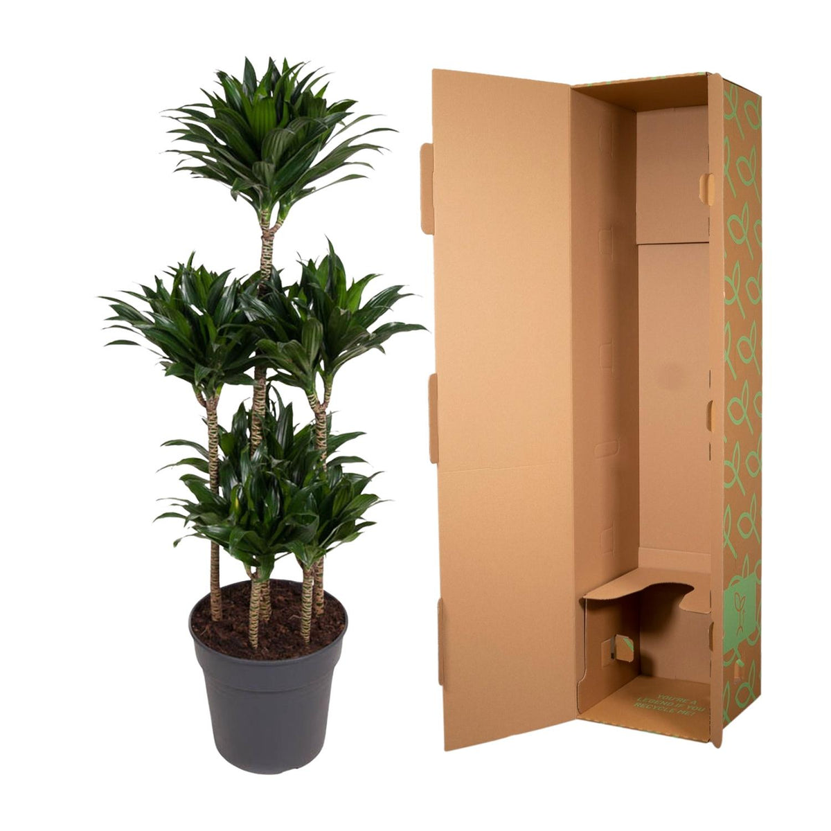 Dracaena Compacta Karussell- 130 cm - ø31