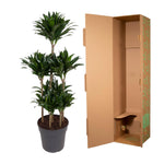 Dracaena Compacta Karussell- 130 cm - ø31