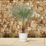 Phoenix Roebelenii - 170 cm - ø30