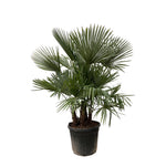 Trachycarpus Busch - 230cm- Ø50