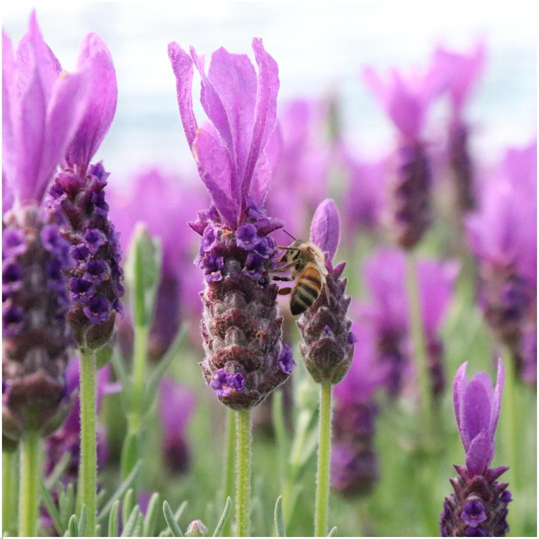 Lavandula stoechas Anouk® im Dekotopf 'Lavenderprint' - 13 cm Topf - 3er-Set Französischer Lavendel im Dekotopf