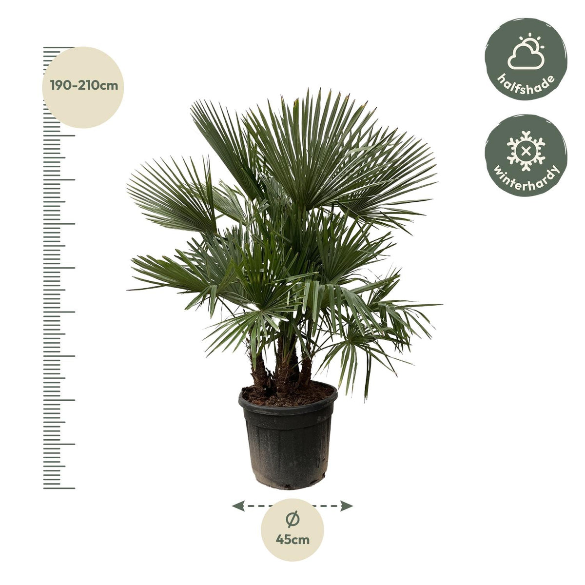 Trachycarpus Busch - 230cm- Ø50