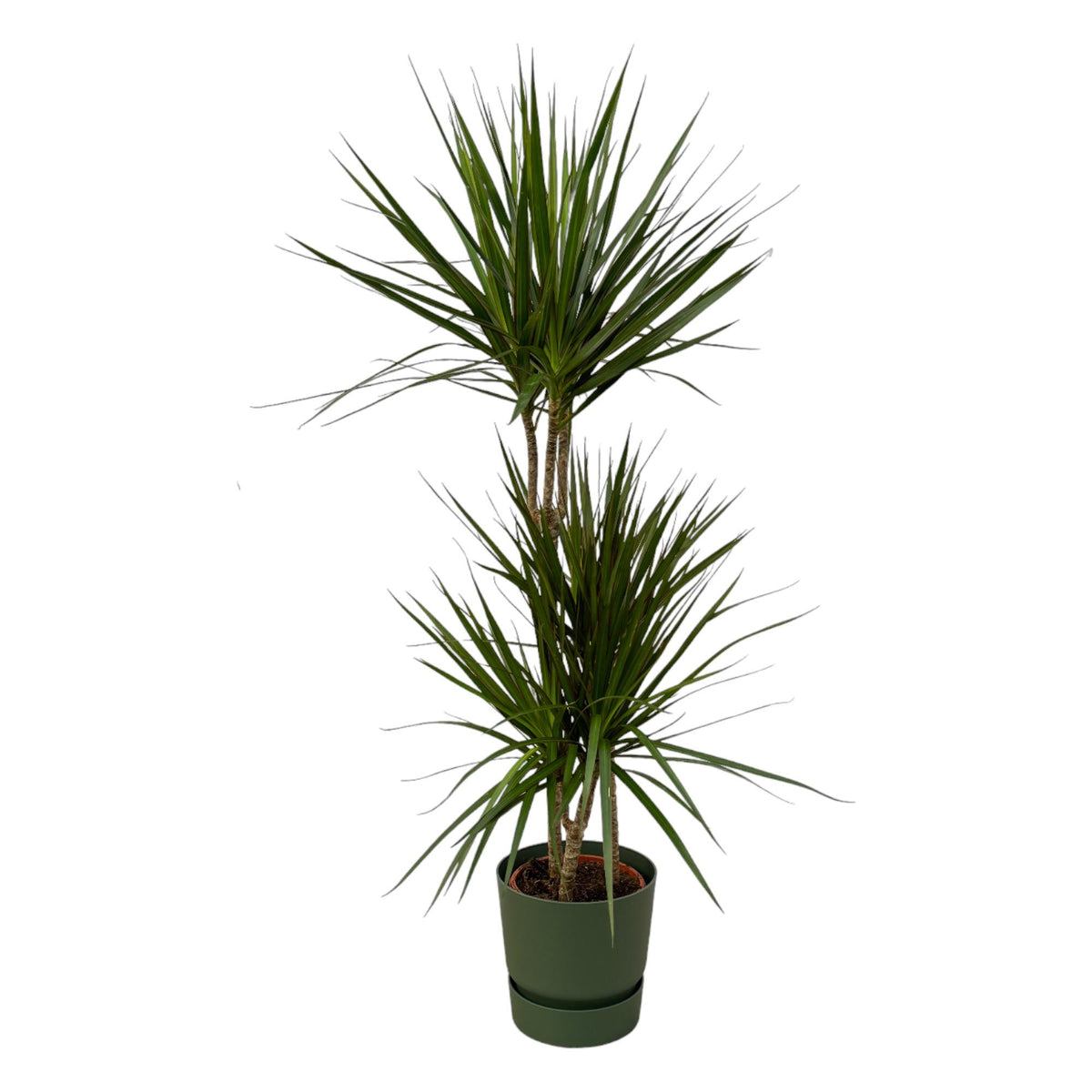 Dracaena Marginata - ↨120 cm - Ø21 cm einschließlich Elho Greenville Rundgrün D24xH23