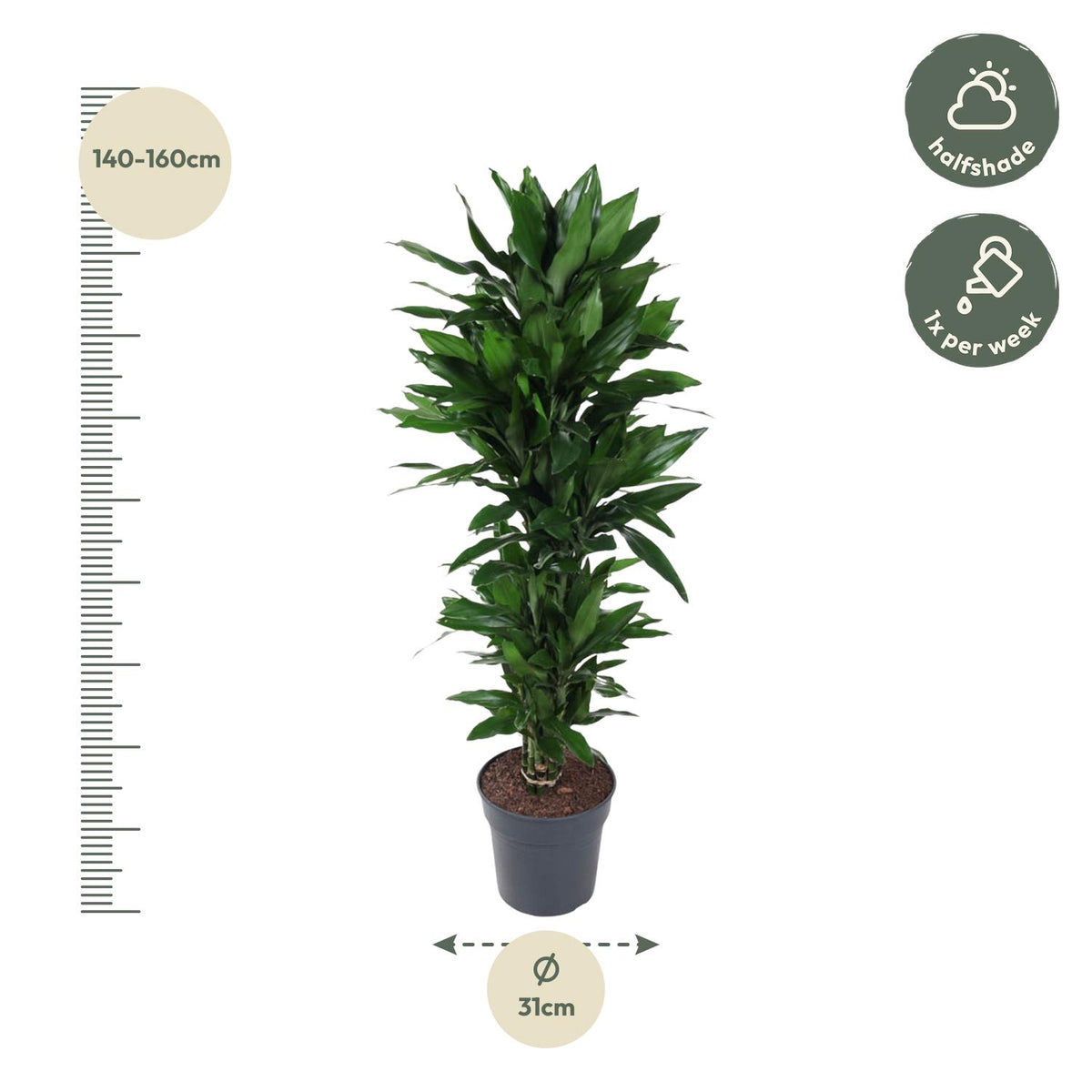 Dracaena Janet Lind verzweigt - 130 cm - ø31