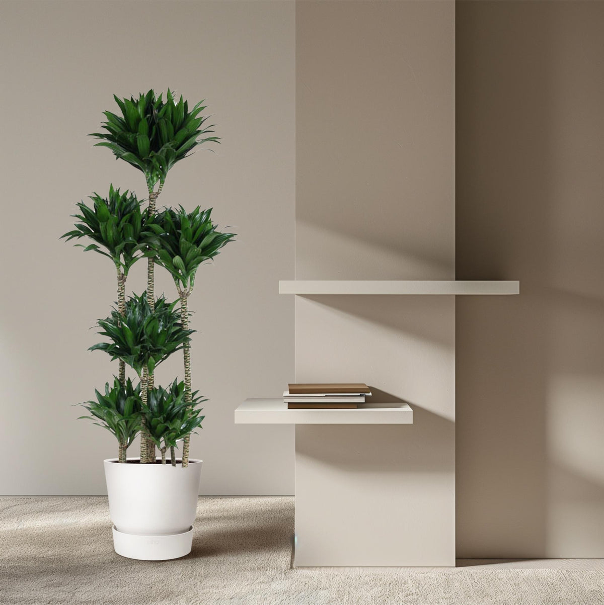 Dracaena Compacta Karussell - 160 cm - ø34