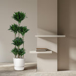 Dracaena Compacta Karussell - 160 cm - ø34