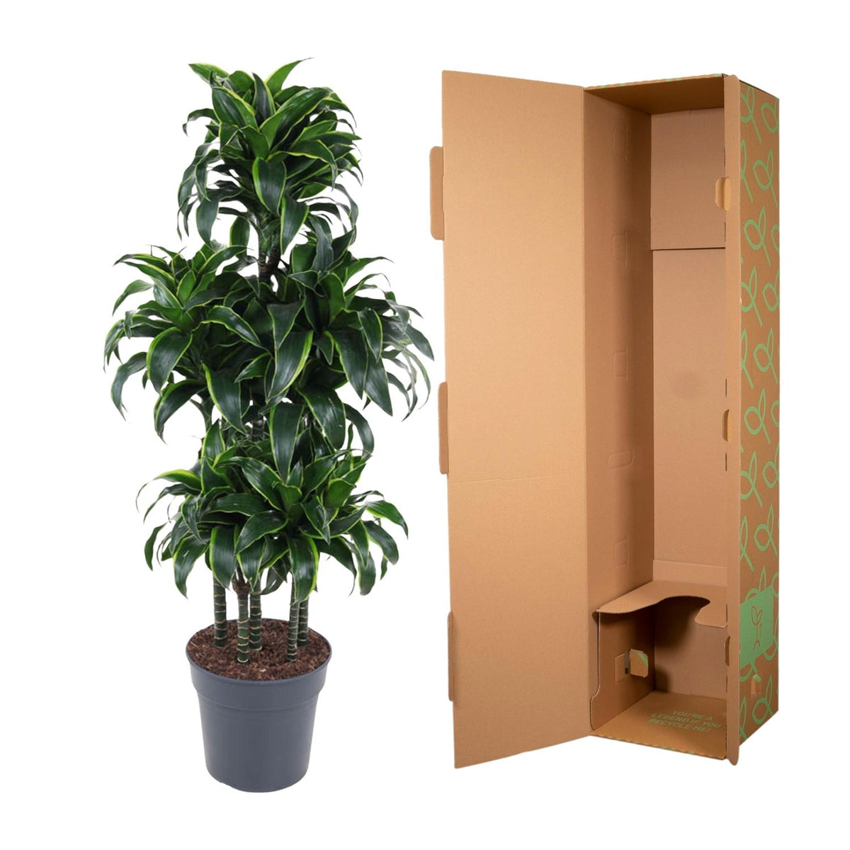 Dracaena Dorado Karussell- 140 cm - ø31