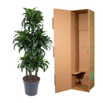 Dracaena Dorado Karussell- 140 cm - ø31