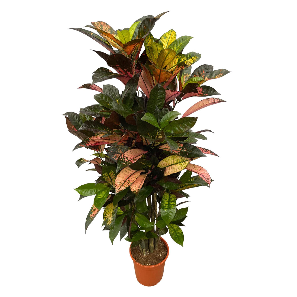 Codiaeum (Croton) Iceton verzweigt - 120 cm - Ø24 cm
