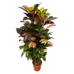 Codiaeum (Croton) Iceton verzweigt - 120 cm - Ø24 cm