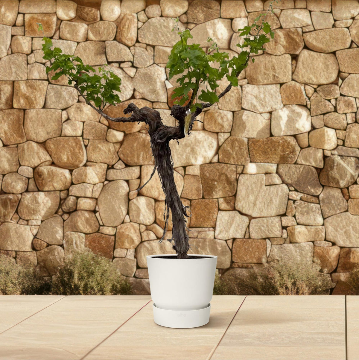Druivenboom (Vitis Vinifera) - 220cm - ø55