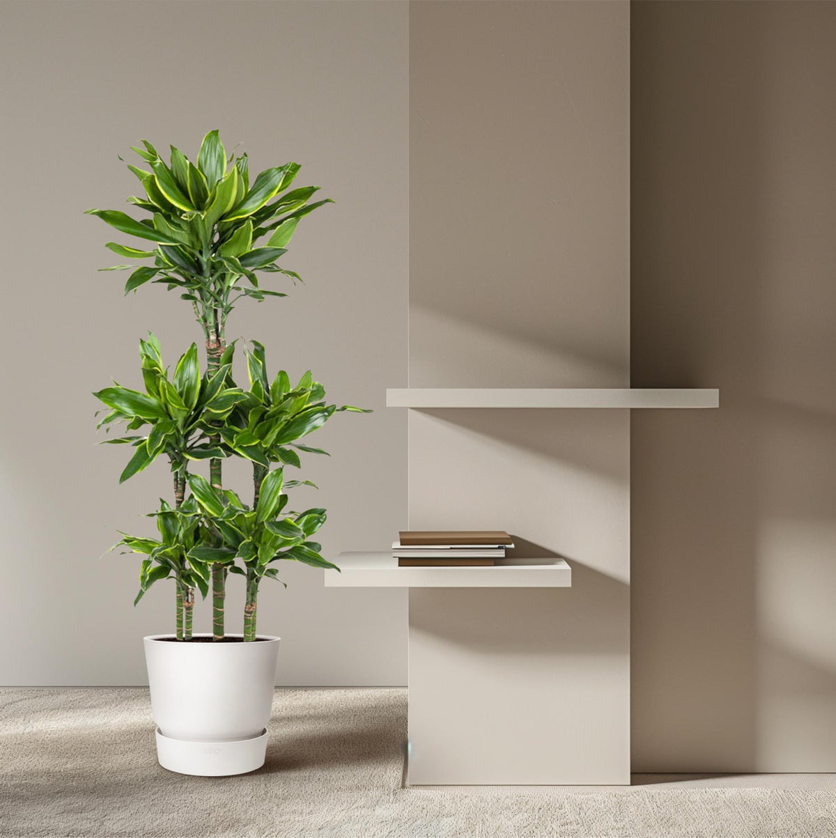 Dracaena Golden Coast Karussell - 150 cm - ø31