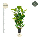 Ficus Lyrata struik - 155 cm - Ø27