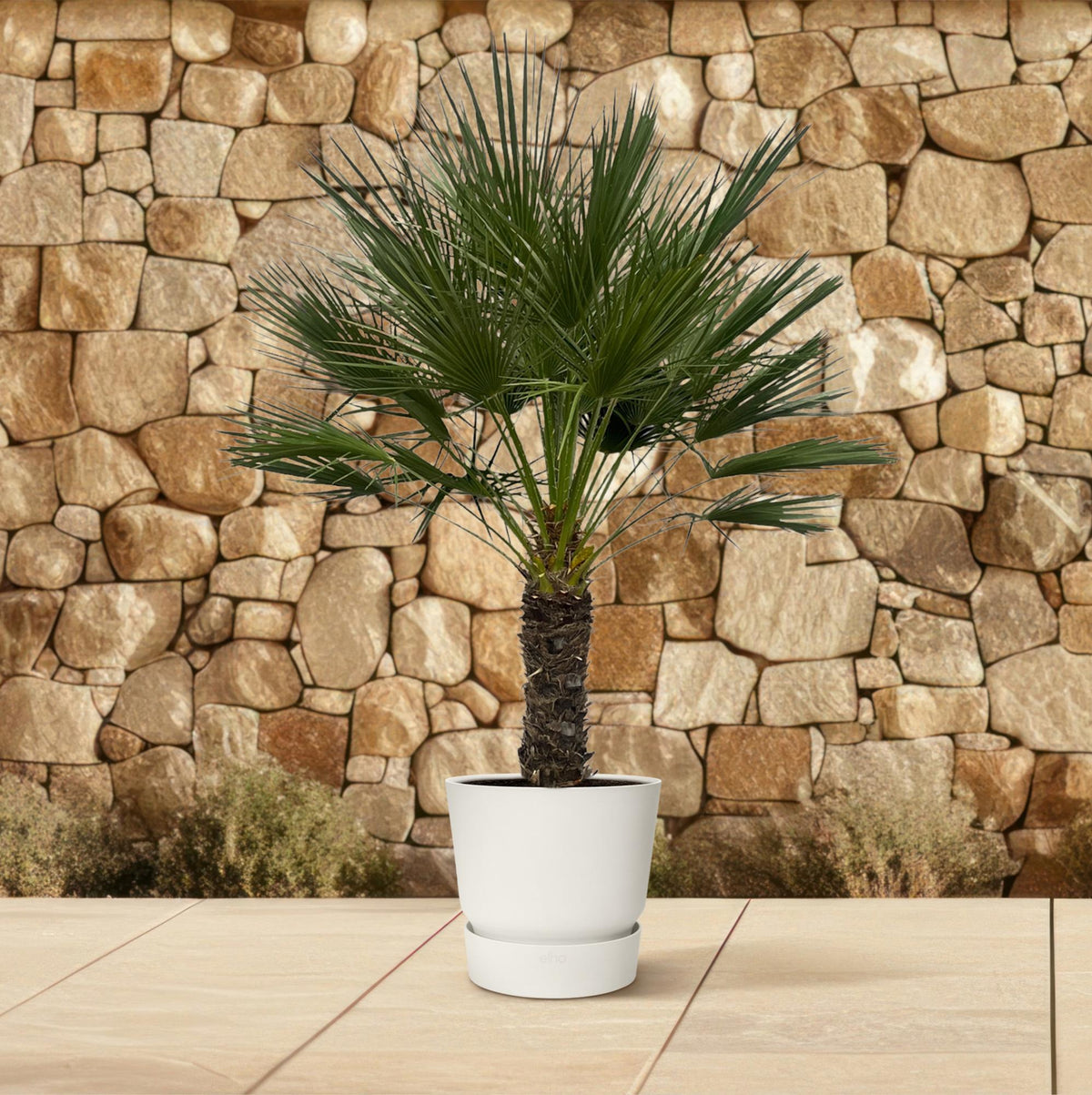 Chamaerops Humilis - 150 cm - Ø45cm