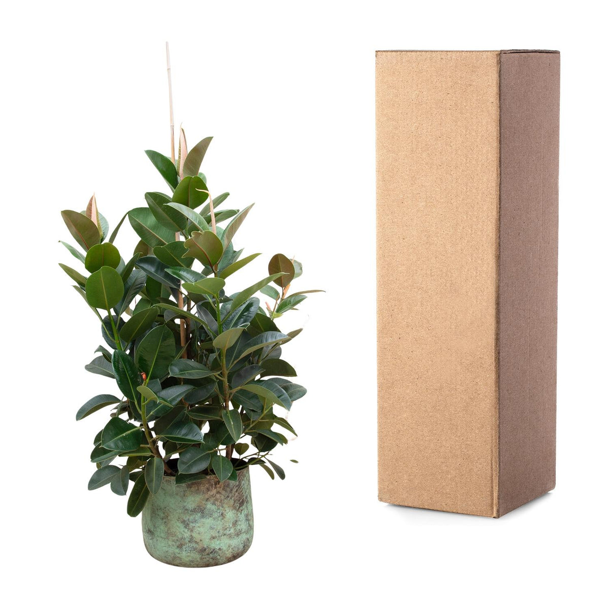Ficus Robusta verzeigt - 150 cm - ø38