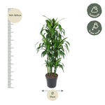 Dracaena Hawaiiana Karussell - 150 cm - ø31