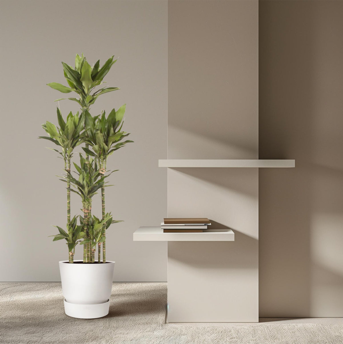 Dracaena Janet Lind Karussell - 170 cm - ø34
