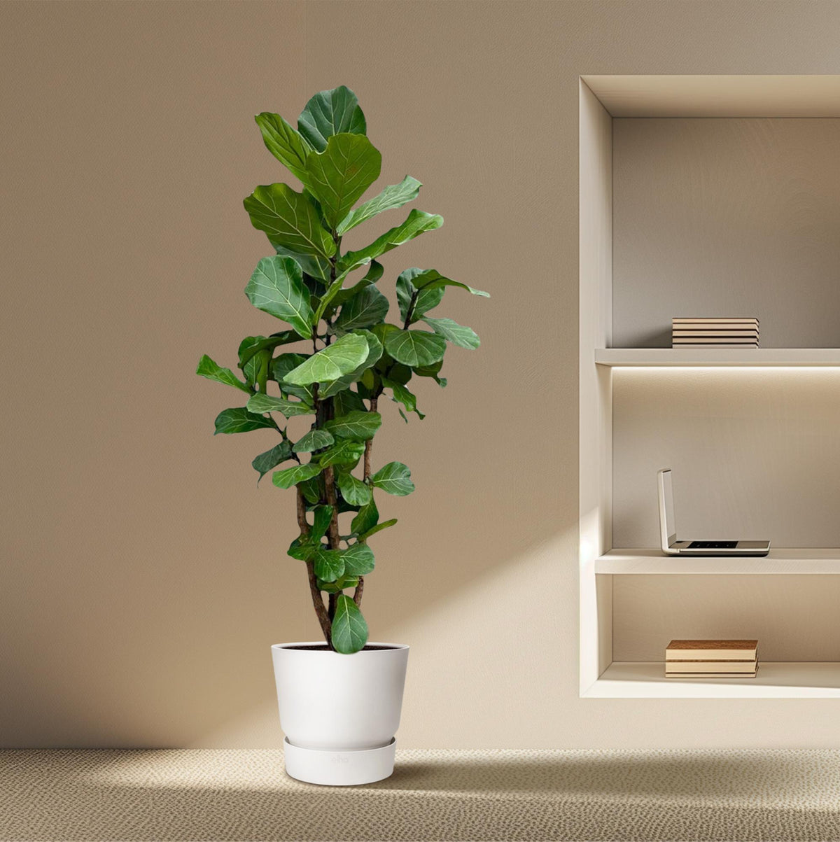Ficus Lyrata verzeigt XXL - 220cm - ø40