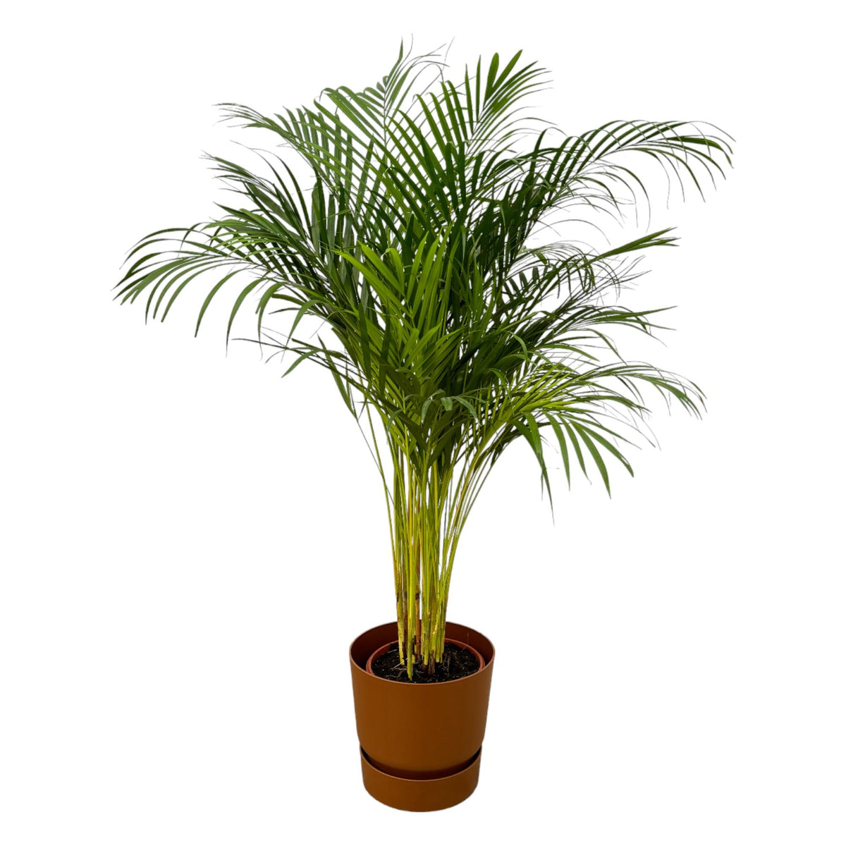 Areca palm - ↨130cm - Ø24cm einschließlich Greenville Round Braun D30xH28