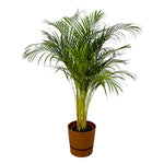 Areca palm - ↨130cm - Ø24cm einschließlich Greenville Round Braun D30xH28
